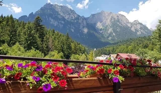 Pensiunea Liziera Busteni Luaran gambar